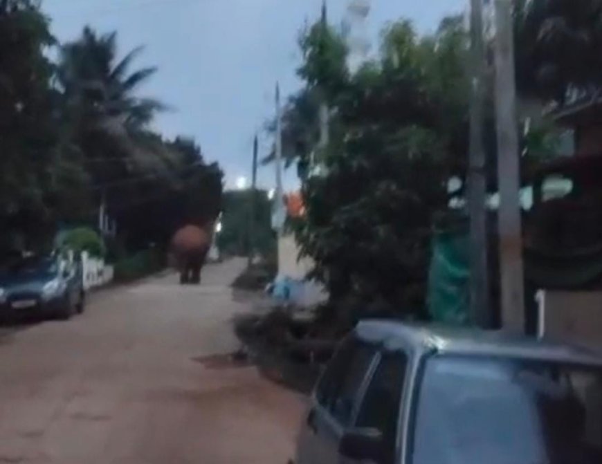 ಬೆಳ್ಳಂ ಬೆಳಿಗ್ಗೆ ಸ್ಕೂಲ್ ಬಾಣೆಯಲ್ಲಿ ಕಾಡಾನೆ ವಾಕಿಂಗ್: ಒಂಟಿ ಸಲಗದಿಂದ ಗ್ರಾಮಸ್ಥರಲ್ಲಿ ಆತಂಕ