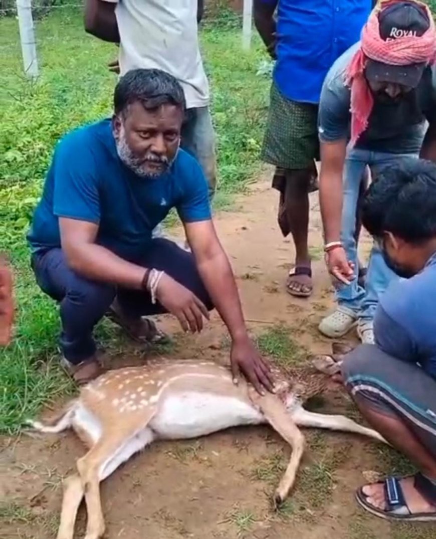 ಕುಶಾಲನಗರ:ಅಪಘಾತದಲ್ಲಿ ಗಾಯಗೊಂಡ ಜಿಂಕೆಯ ರಕ್ಷಣೆ