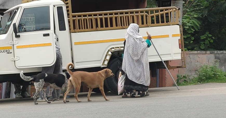 ಕುಶಾಲನಗರದಲ್ಲೊಬ್ಬರು ಬೀದಿ ನಾಯಿಗಳ ಪಾಲಿನ ಅನ್ನಪೂರ್ಣೆ !