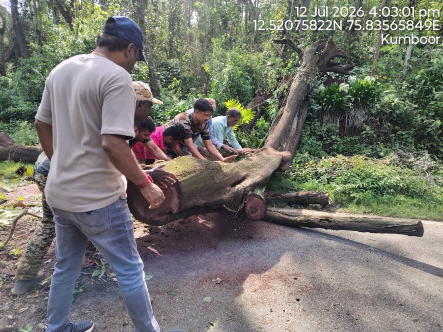 ಸೋಮವಾರಪೇಟೆ-ಮಡಿಕೇರಿ ರಸ್ತೆಯಲ್ಲಿ ಬೃಹತ್ ಬೀಟೆ ಮರ ಬಿದ್ದು ಸಂಚಾರಕ್ಕೆ ಅಡಚಣೆ