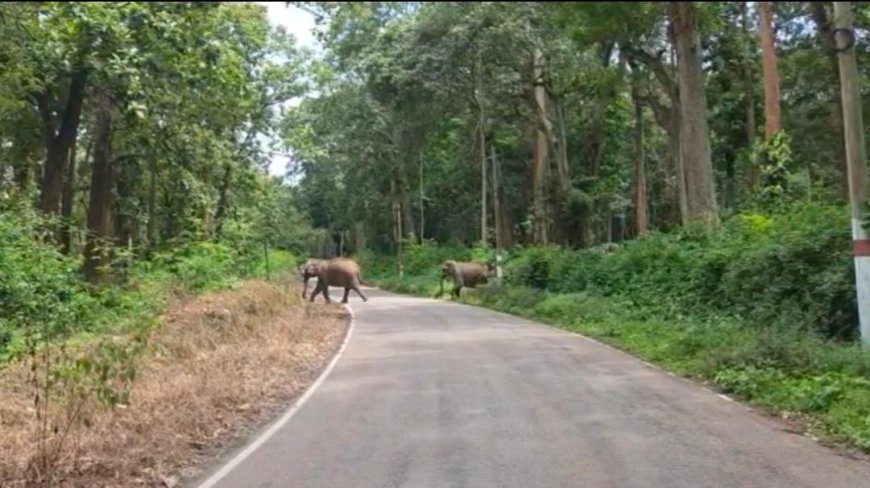 ಕಾಫಿ ತೋಟದಲ್ಲಿದ್ದ 5 ಕಾಡಾನೆಗಳನ್ನು ಕಾಡಿಗೆ ಹಿಮ್ಮೆಟ್ಟಿಸಿದ ಅರಣ್ಯ ಇಲಾಖೆ