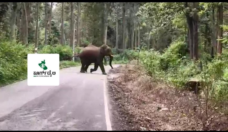 ಕಾಡಾನೆಗಳನ್ನು ಕಾಡಿಗಟ್ಟುವ ಕಾರ್ಯಾಚರಣೆ ಯಶಸ್ವಿ