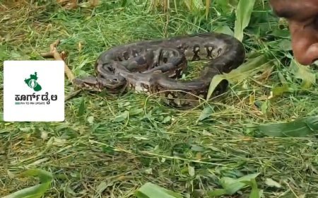 ಜೋಳದ ಹೊಲದಲ್ಲಿದ್ದ ಹೆಬ್ಬಾವು ಸೆರೆ