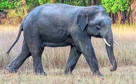 ಆ.12ರಂದು ವಿಶ್ವ ಆನೆ ದಿನಾಚರಣೆ