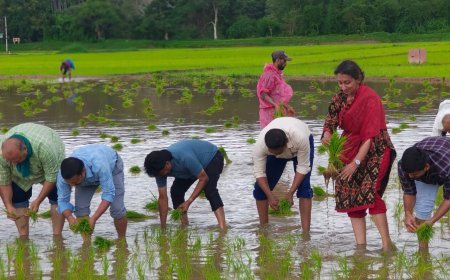 ಭತ್ತದ ಕೃಷಿ ಉತ್ತೇಜನಕ್ಕೆ ನಾಟಿ ನೆಡುವ ಕಾರ್ಯಕ್ರಮ
