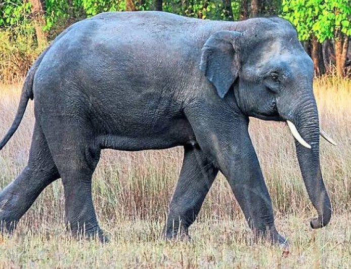 ಆ.12ರಂದು ವಿಶ್ವ ಆನೆ ದಿನಾಚರಣೆ