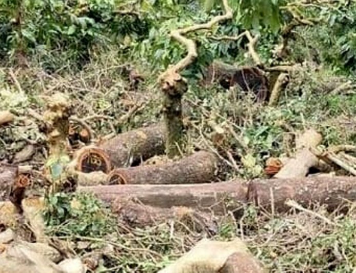 ಅಕ್ರಮವಾಗಿ ಬೀಟೆ ಮರ ಕಡಿದು ಸಾಗಾಟಕ್ಕೆ ಯತ್ನ