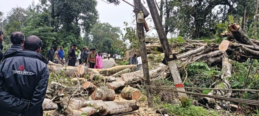 ಶನಿವಾರಸಂತೆ:ಭಾರೀ ಮಳೆ-ಗಾಳಿಗೆ ಮರಬಿದ್ದು ಸಂಚಾರಕ್ಕೆ ಅಡಚಣೆ