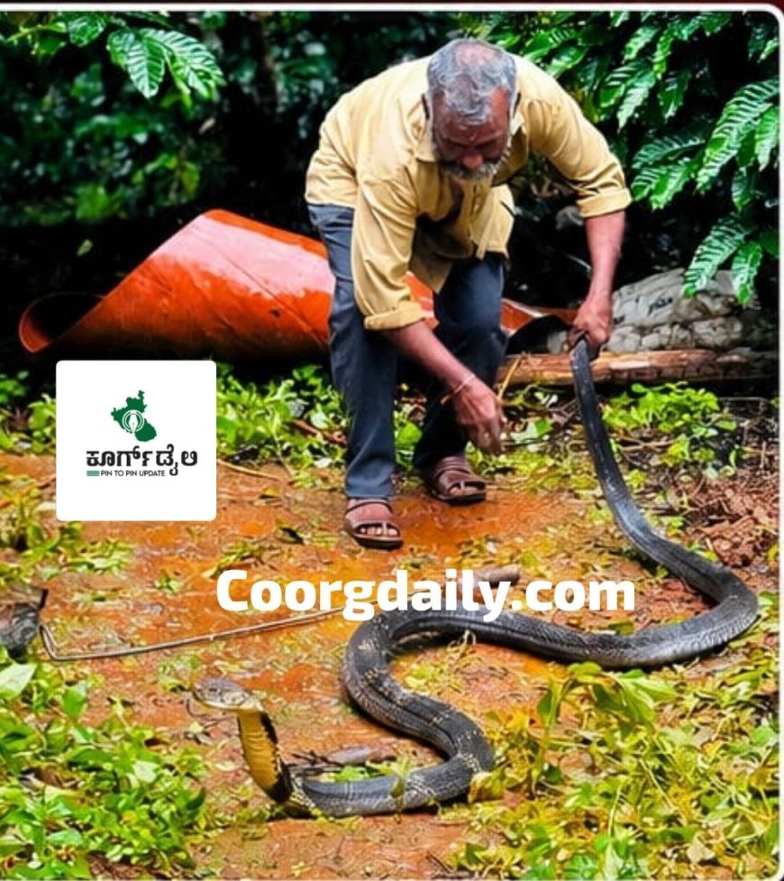ಕರಡದಲ್ಲಿ 12 ಅಡಿ ಉದ್ದದ ಕಾಳಿಂಗ ಸರ್ಪ ಸೆರೆ