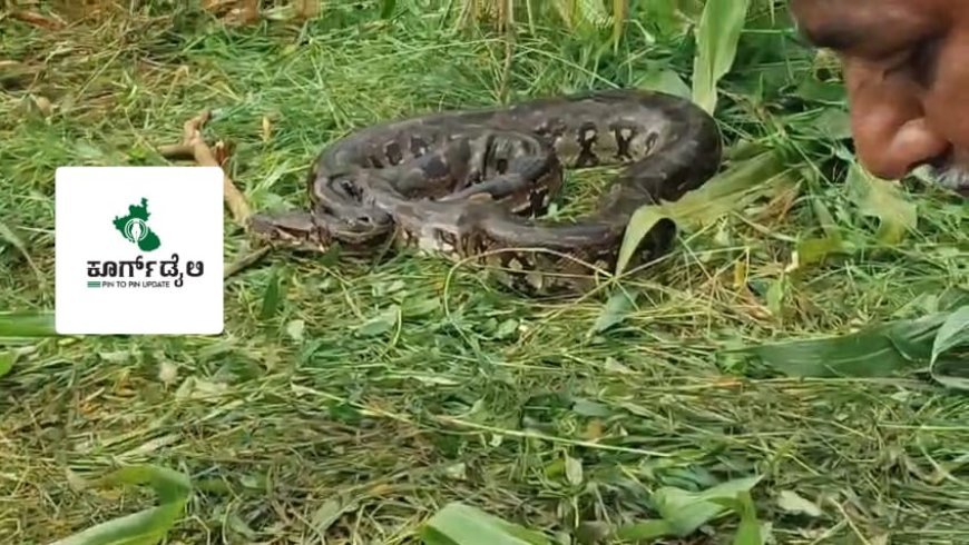 ಜೋಳದ ಹೊಲದಲ್ಲಿದ್ದ ಹೆಬ್ಬಾವು ಸೆರೆ