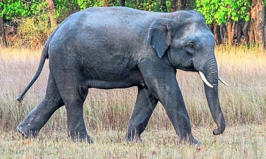 ಆ.12ರಂದು ವಿಶ್ವ ಆನೆ ದಿನಾಚರಣೆ