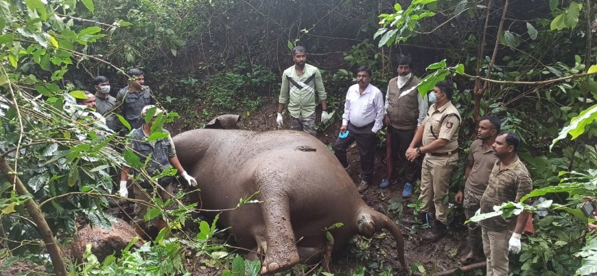 ಸುಂಟಿಕೊಪ್ಪ:  ಕಾಡಾನೆ ಮೃತಪಟ್ಟ ಸ್ಥಿತಿಯಲ್ಲಿ ಪತ್ತೆ