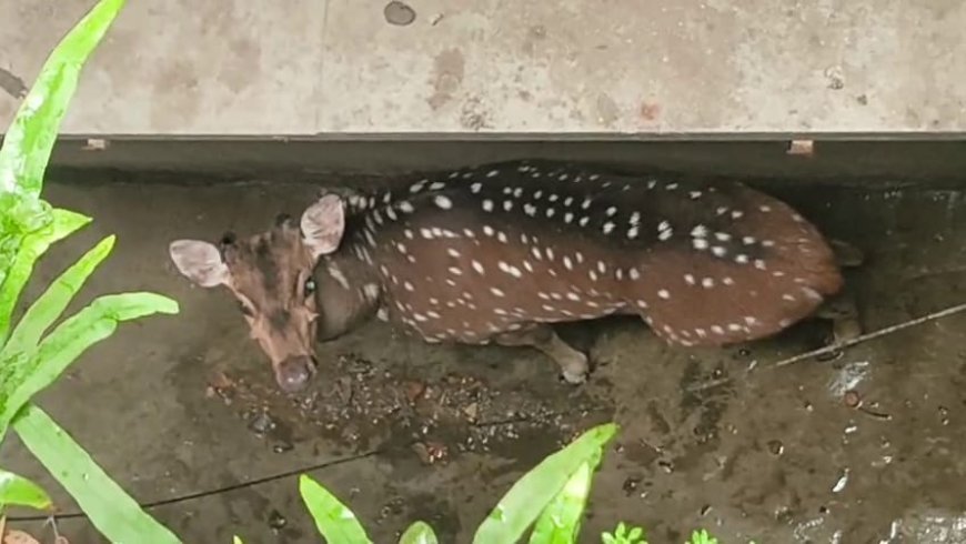 ಕಟ್ಟಡದ ಹಿಂಭಾಗ ಸಿಲುಕಿದ್ದ ಜಿಂಕೆಯ ರಕ್ಷಣೆ