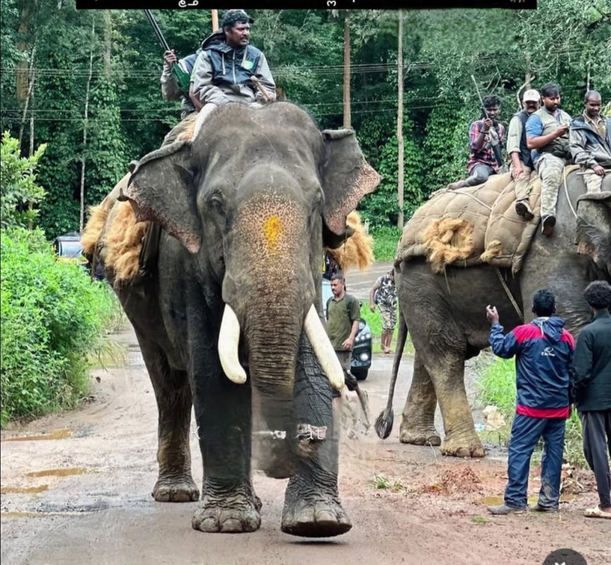 ನಿಷೇದಾಜ್ಞೆ ಜಾರಿಮಾಡಿ ಕಾರ್ಯಾಚರಣೆ ನಡೆಸಿದರು ಸೆರೆಯಾಗದ ಕಾಡಾನೆ