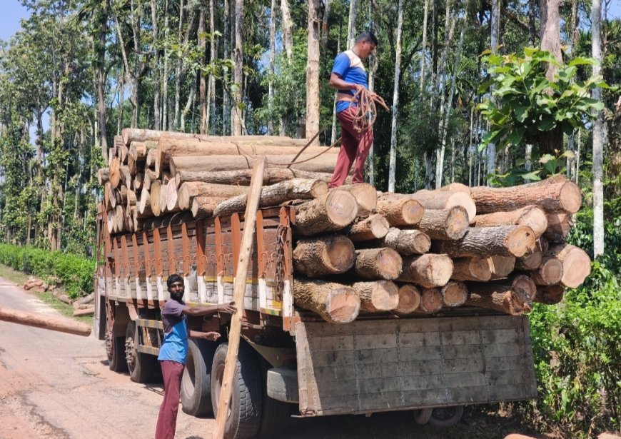 ಕೊಡಗು ಜಿಲ್ಲೆಯಲ್ಲಿ ಆಗಸ್ಟ್ 31 ರವರೆಗೆ ಮರ ದಿಮ್ಮಿಗಳ ಸಾಗಾಣಿಕೆ ನಿಷೇಧ